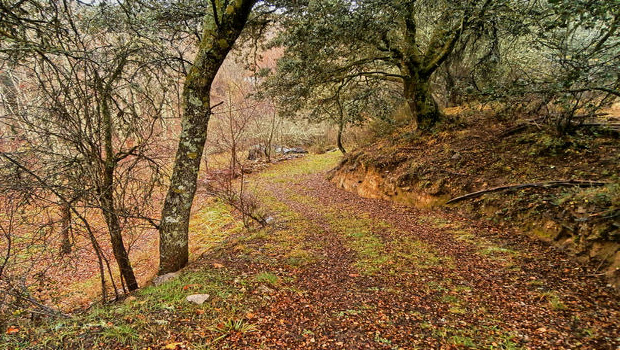 Hayedo de Montejo de la Sierra