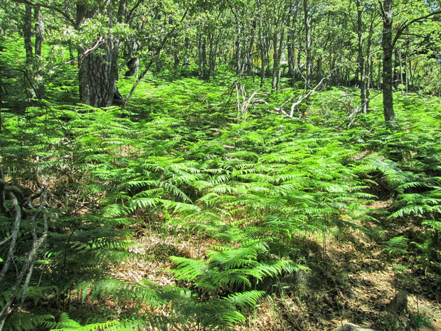 Camino del Papel Rascafría Camino del Papel Rascafría