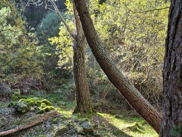 Senda del Hornillo Senda del Hornillo